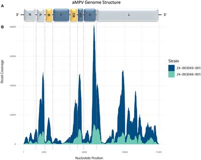 Introduction of Avian metapneumovirus subtype A to the United States: molecular insights and implications